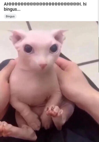 AHHHHHHHHH. hi bingus...